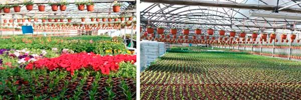 Floristería Maranta Viveros plantas de vivero