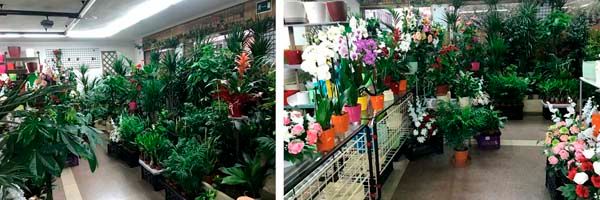 Floristería Maranta Viveros variedad de plantas