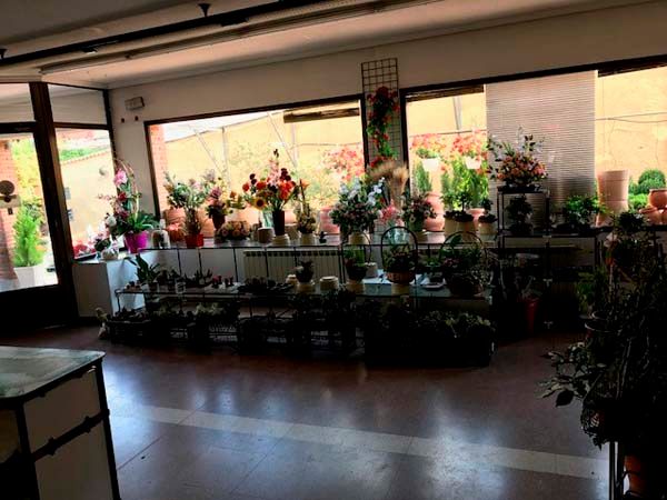 Floristería Maranta Viveros flores
