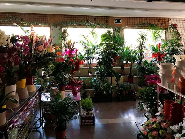 Floristería Maranta Viveros interior de floristería