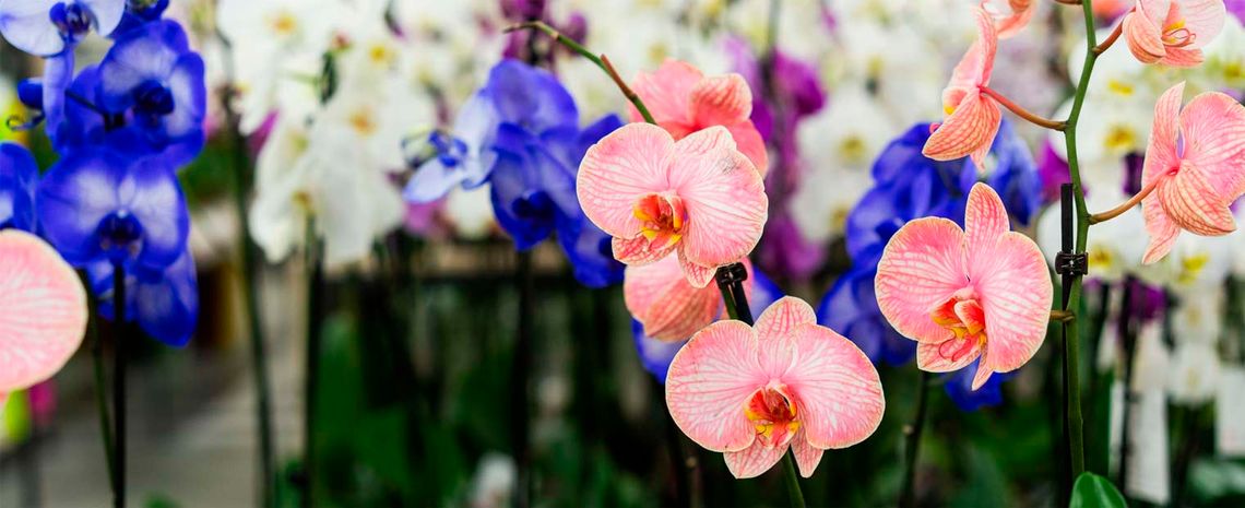 Orquídeas en vivero
