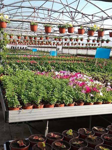 Floristería Maranta Viveros plantas con macetas